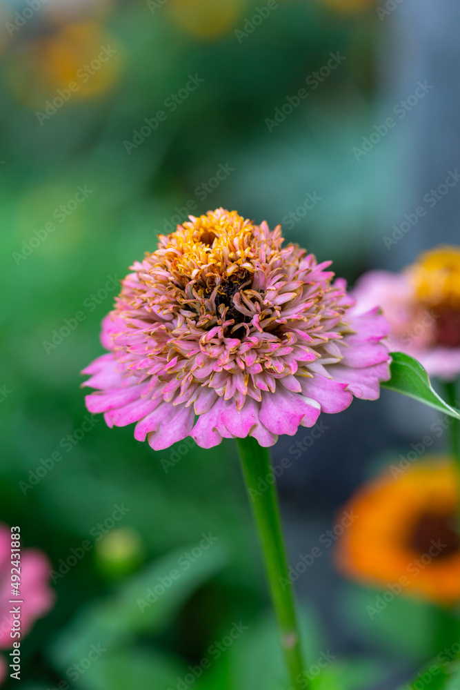 Blossom pink zinnia flower on a green background on a summer day macro photography. Blooming zinnia with purple petals close-up photo in summertime. Blossom pink zinnia flower on a green background on a summer day macro photography. Blooming zinnia with purple petals close-up photo in summertime.