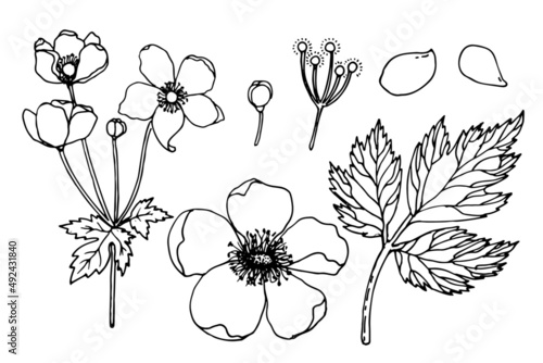  Set of flower details of Japanese anemones. Pink garden plant in the family Ranunculaceae, aka Chinese anemone, thimbleweed or windflower. Hand drawn vector  photo