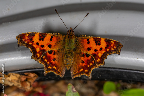 Polygonia egea butterfly sitting in a summer sunny day macro photography. Southern comma butterfly in the summer, close-up photo. photo