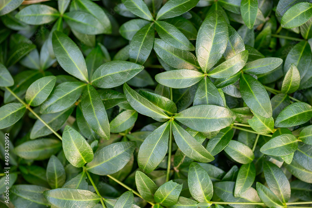 Green leaves of a garden plant in summer day macro photography. The texture of a juicy foliage in suumertime, close-up photo. Fresh green leaves pattern.