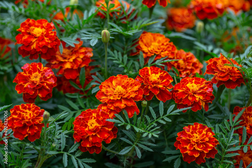 Orange marigolds flower on a green background on a summer sunny day macro photography. Blooming tagetes flower with red petals in summer, close-up photo. © Anton