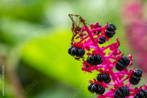 Pokeweeds plant in summer day macro photography. Garden Phytolacca plant with black berries  close-up photography in summertime.  photo