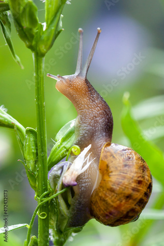 Snail climbing plant close up