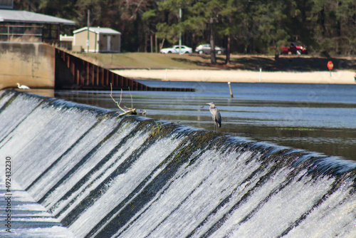 Watching a blue heron fish for food from a dam.