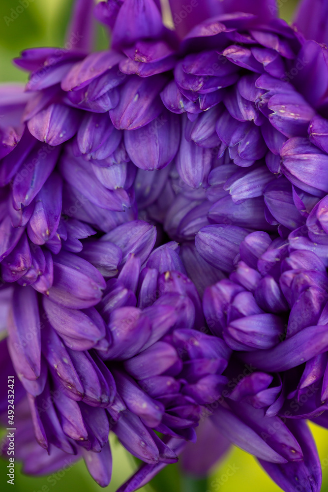 Blooming purple chrysanthemum on a green background in summer day macro photo. Violet garden flower oi summertime close-up photography. Blooming purple chrysanthemum on a green background in summer day macro photo. Violet garden flower oi summertime close-up photography.
