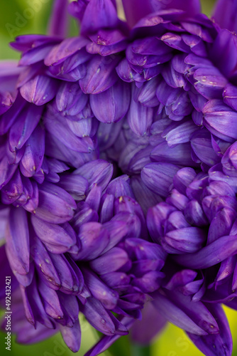 Blooming purple chrysanthemum on a green background in summer day macro photo. Violet garden flower oi summertime close-up photography.