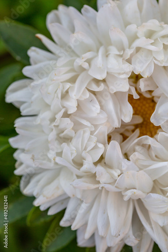 Blooming white chrysanthemum on a green background in summer day macro photo. White garden flower in summertime close-up photography.
