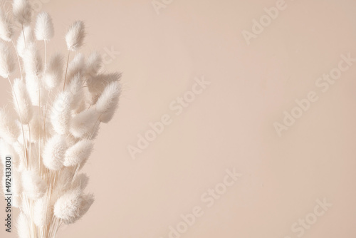 Fluffy beige pom pom plants bouquet on tan background. Rabbit bunny grass. Flat lay, top view, copy space
