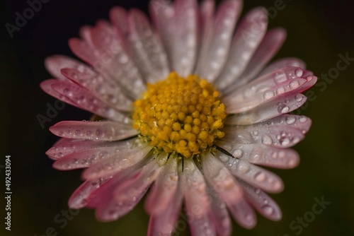 Pink daisy gerbera