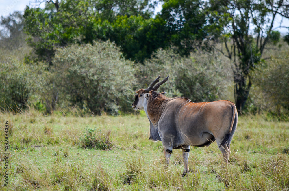 Naklejka premium An eland antelope standing in the savannah, Masai Mara, Kenya, Africa