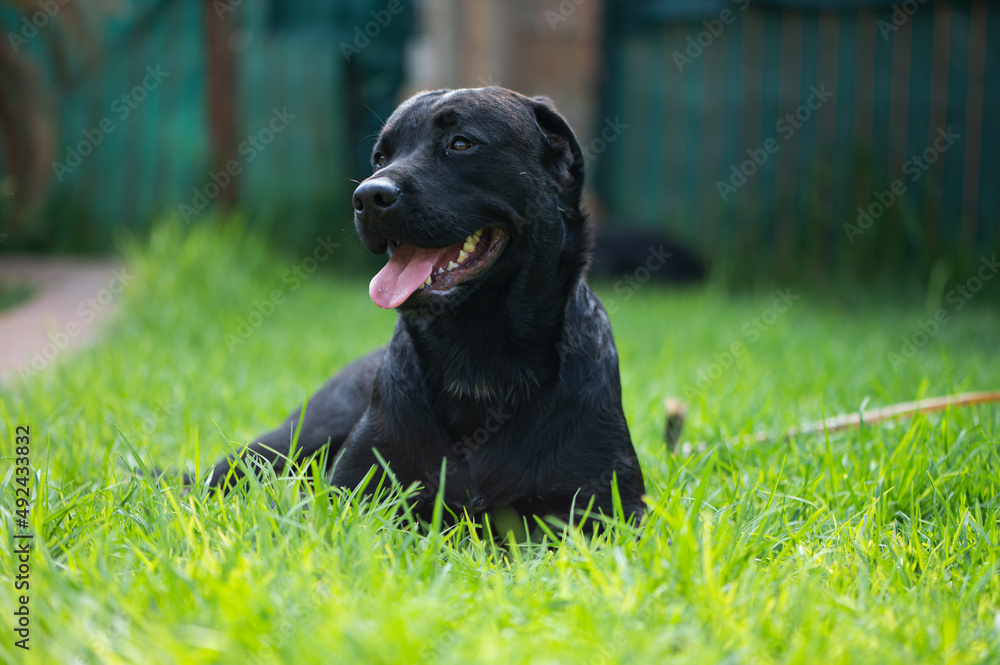 Domestic pet Dog playing in the green grass in the backyard having a ball and rolling around showing pet love 
