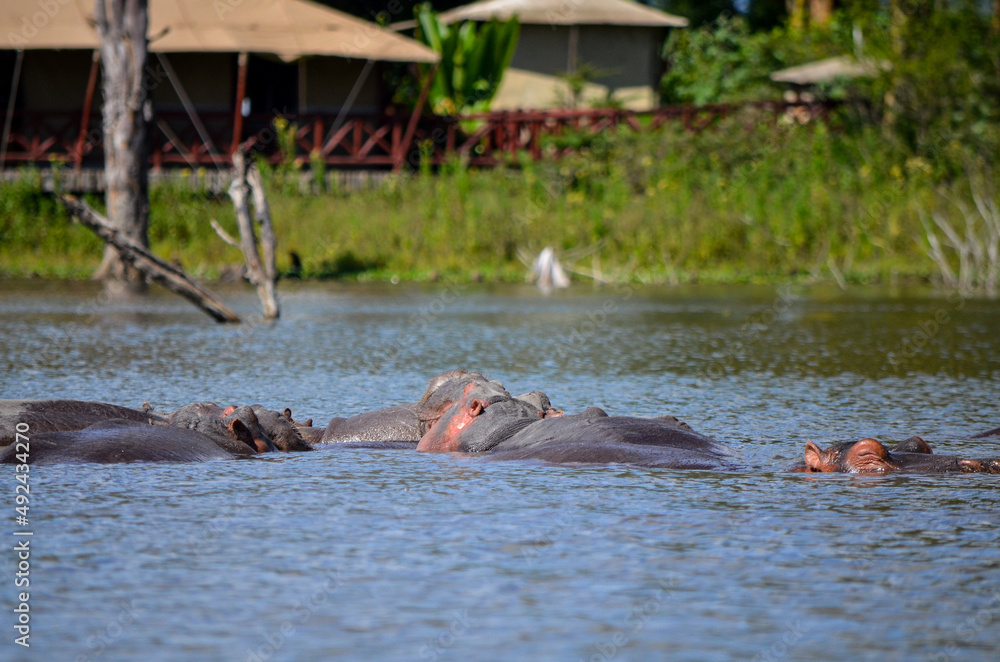 Hippo swimming in the lake, Naivasha, Kenya, Africa Hippo swimming in the lake, Naivasha, Kenya, Africa