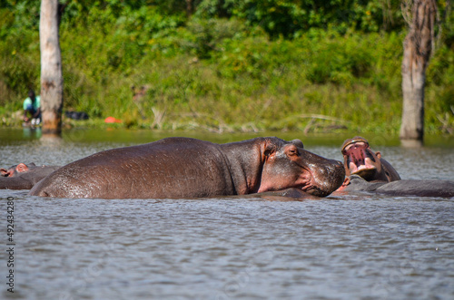 Hippo swimming in the lake, Naivasha, Kenya, Africa