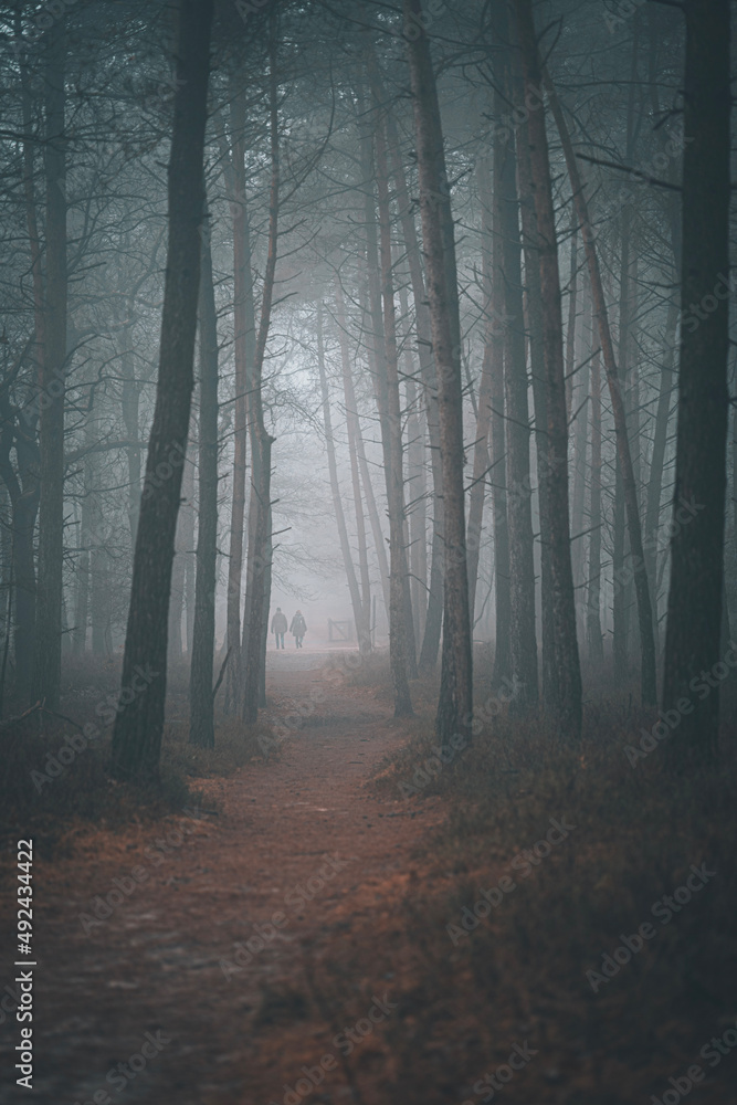 Fototapeta premium Foggy forest Veluwe The Netherlands
