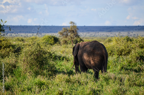 Walking elephant seen from behind, Amboseli National Park, Kenya, Africa