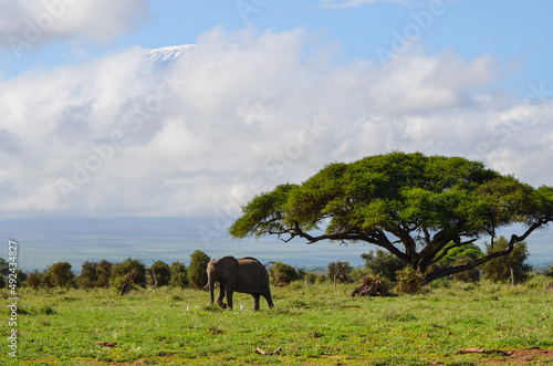 View of the Kilimanjaro and elephant in Amboseli NAtional PArk, Kenya, Africa