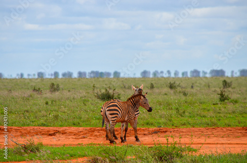 Red zebras on the savannah in Tsavo East National Park in Kenya  Africa
