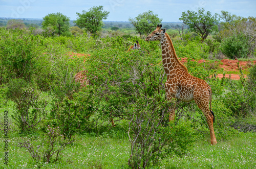 A red Giraffe among tree branches  Tsavo East  Kenya  Africa