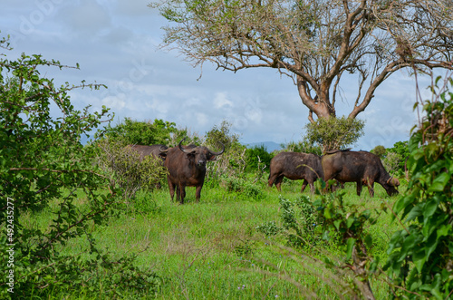 Black buffalos in the savannah  Tsavo East  Kenya  Africa