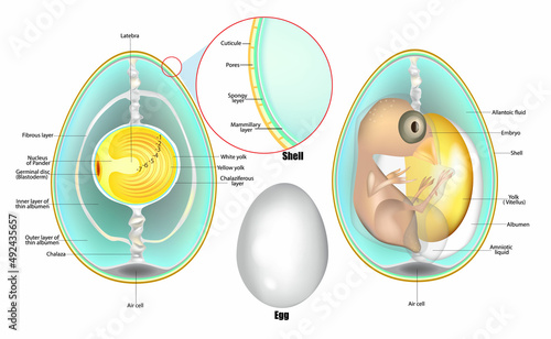 Structure Of Egg. Anatomy of a bird embryo. Chicken Egg Development. Vector photo