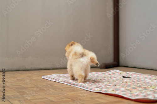 Cute small Pomeranian dog raise a paw peeing in leak proof pads for pets. Dog is urinating in toilet napkins for pets at Home. dog pissing. copy space.
