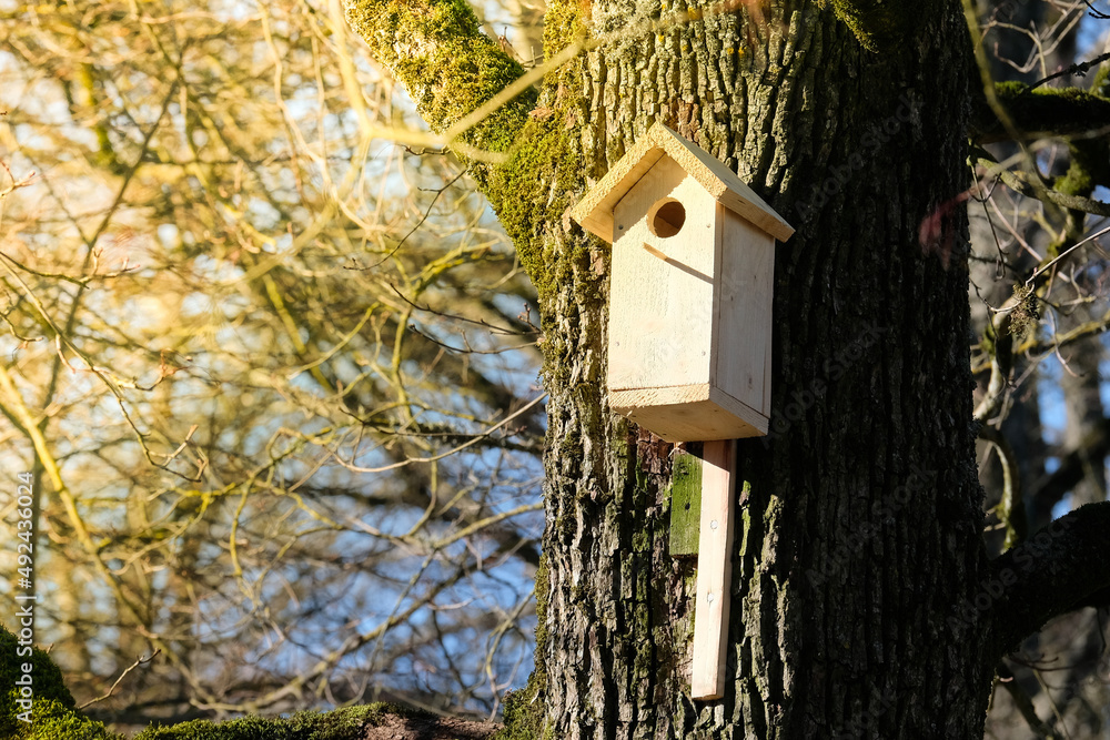 A new wooden birdcage in a tree in spring. Birdhouse. Selective focus