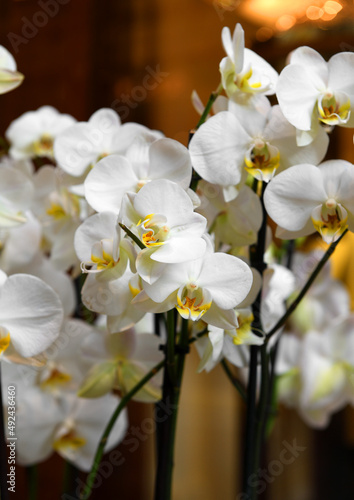 Gorgeous White Orchid Phalaenopsis Hybrid