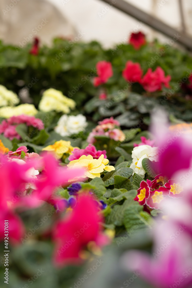 Primrose and garden flowers with plants. Gardening concept