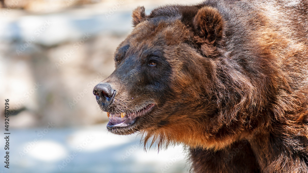 Close-up portrait of a happy grizzly bear looking around