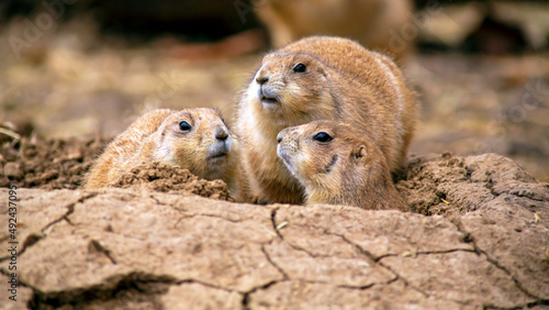 Fotografie Group of three prairie dogs having a conference or meeting at the entrance hole