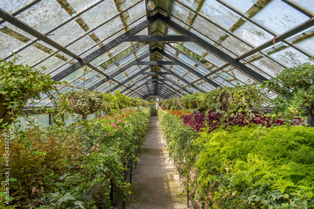 House plants in flower pots for sale in greenhouse.