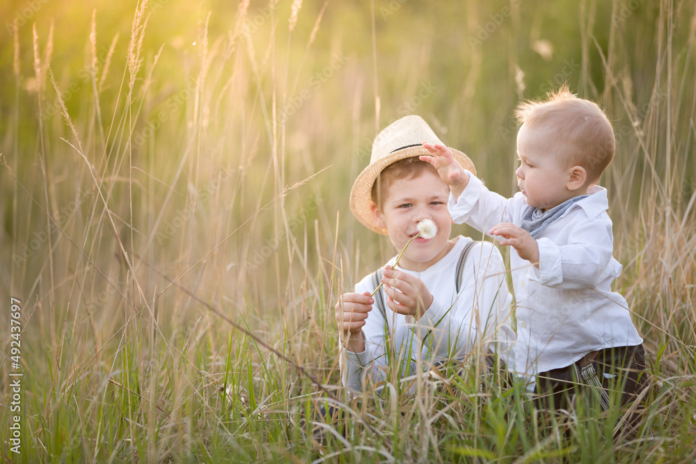The brothers are walking on a summer meadow in the rays of the setting sun. Children have fun playing with dandelions. Sunset in the park. The brothers are walking on a summer meadow in the rays of the setting sun. Children have fun playing with dandelions. Sunset in the park.