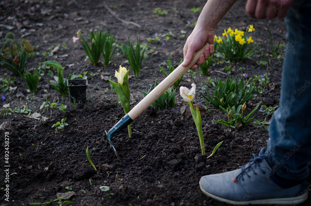 Fototapeta premium Gardener planting flowers in the spring garden