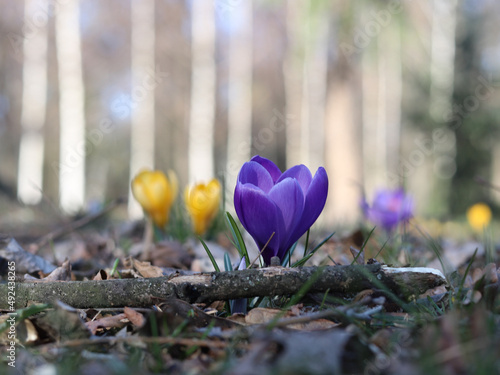 Krokus wiosenny - fioletowy - kolorowe kwiaty - szafrany zółte - polana - w tle pnie wysokich drzew