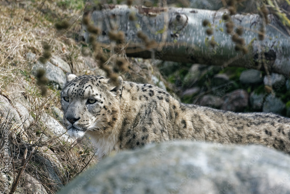 The snow leopard (Panthera uncia), also known as the ounce