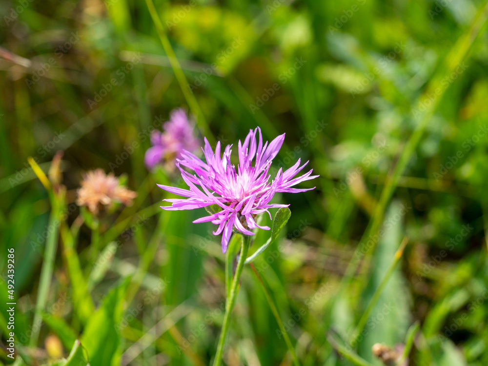 Close-up of a purple Aizoaceae flower in the rays of the daytime sun. selective focus Close-up of a purple Aizoaceae flower in the rays of the daytime sun. selective focus