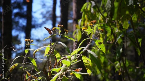 Monarch Butterfly Biosphere Reserve in Mexico photo