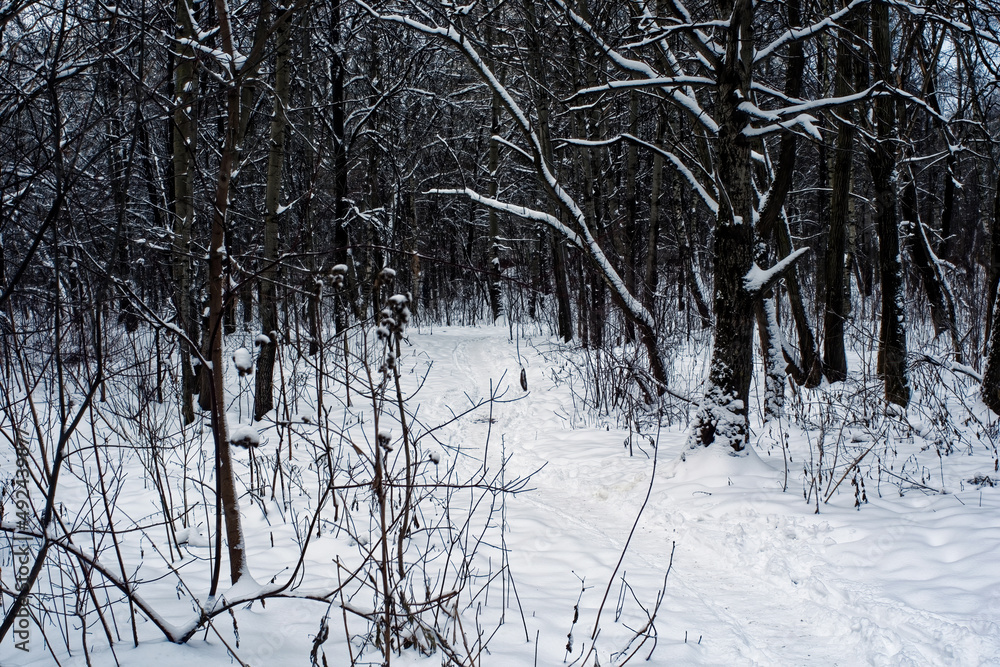 Fototapeta premium winter forest on a cloudy day