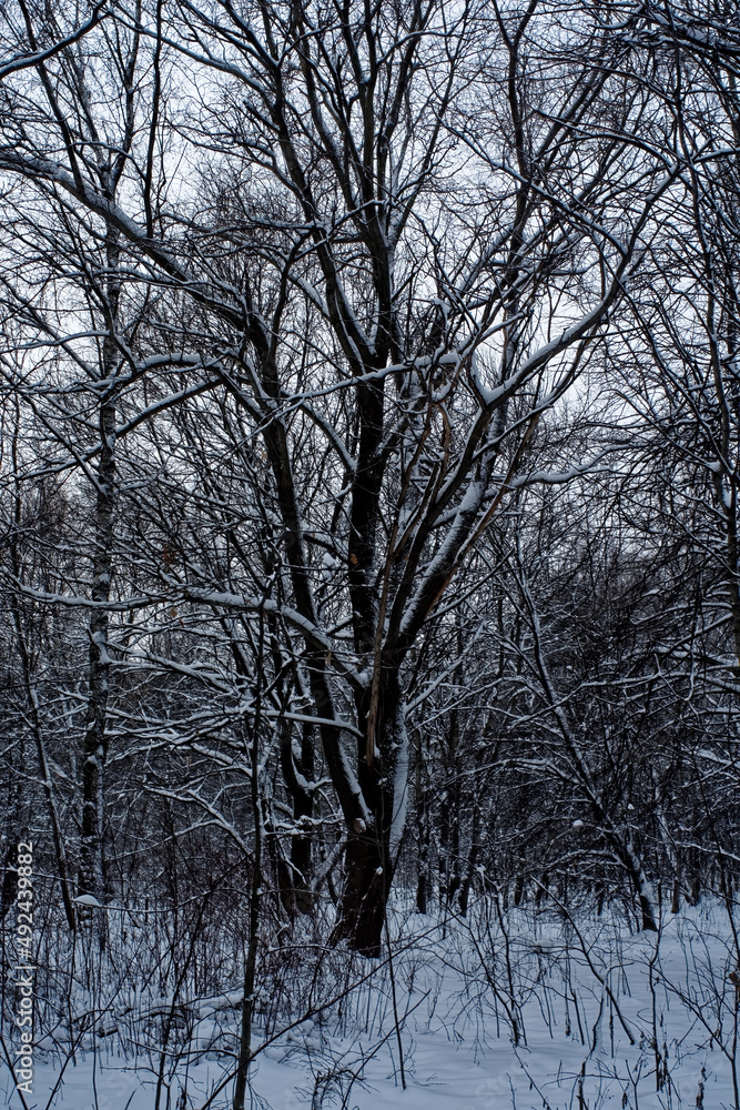 winter forest on a cloudy day winter forest on a cloudy day