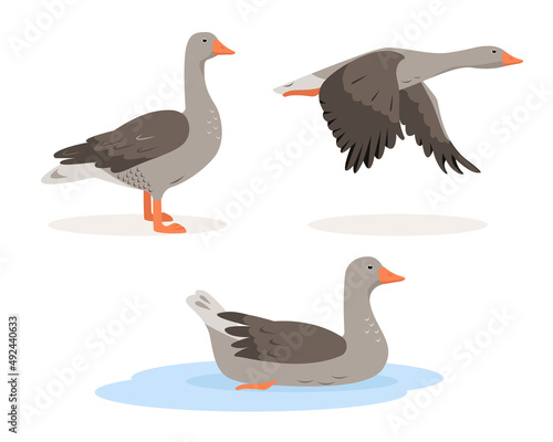 Set of grey Goose birds in different poses and colors isolated on white background. Greylag Gooses poultry icons. Vector flat or cartoon illustration.