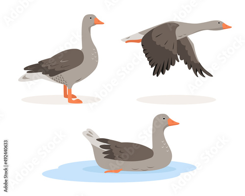 Set of grey Goose birds in different poses and colors isolated on white background. Greylag Gooses poultry icons. Vector flat or cartoon illustration. photo