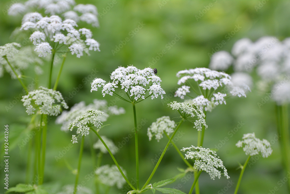 Aegopodium podagraria grows as a weed in nature Aegopodium podagraria grows as a weed in nature