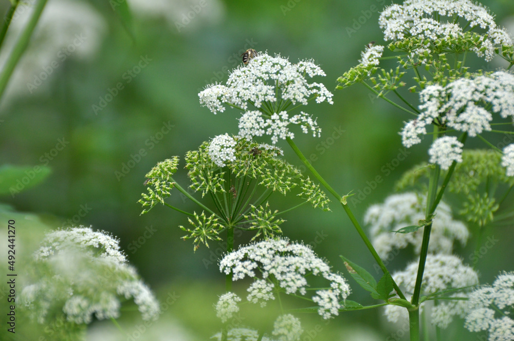 Aegopodium podagraria grows as a weed in nature Aegopodium podagraria grows as a weed in nature
