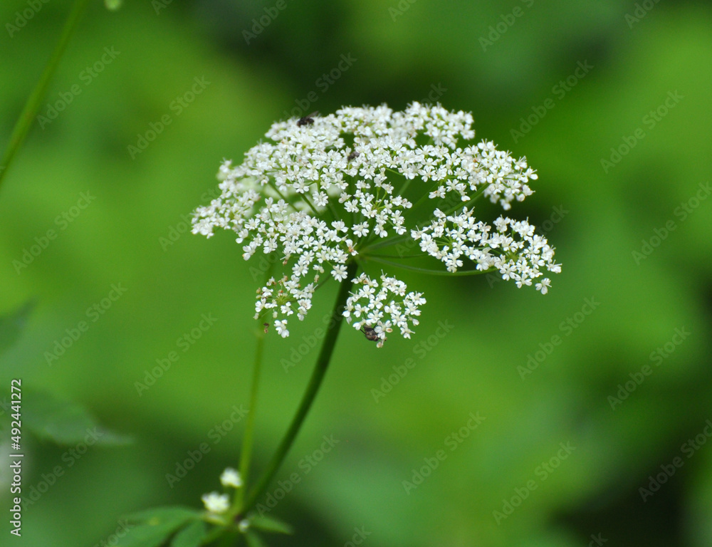 Aegopodium podagraria grows as a weed in nature StockFoto Adobe Stock