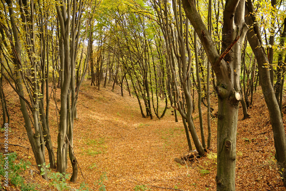 Fototapeta premium autumn nature yellow tree leaves