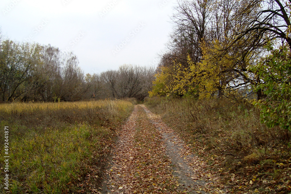Fototapeta premium dirt road golden autumn yellow leaves nature