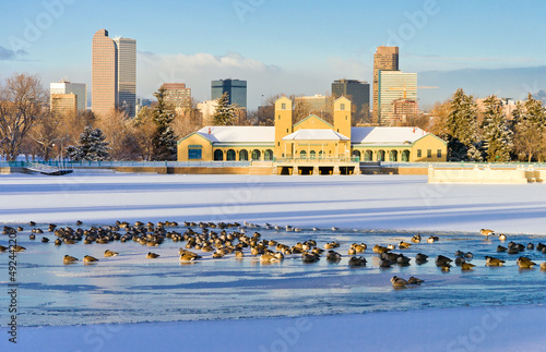 Winter Geese - Geese on the semi frozen surface of City Park lake with downtown Denver skyline in the background above the City Park Pavillion on a cold January morning photo