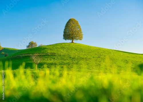 Tree on top of the hill. Landscape before sunset. Fields and pastures for ani...