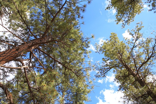 Douglas fir trees in national park