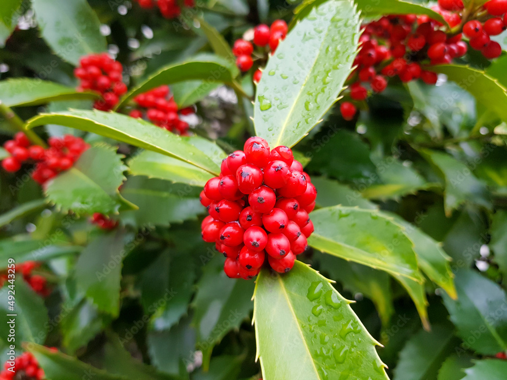 Holly (in german Europäische Stechpalme) Ilex aquifolium Holly (in german Europäische Stechpalme) Ilex aquifolium